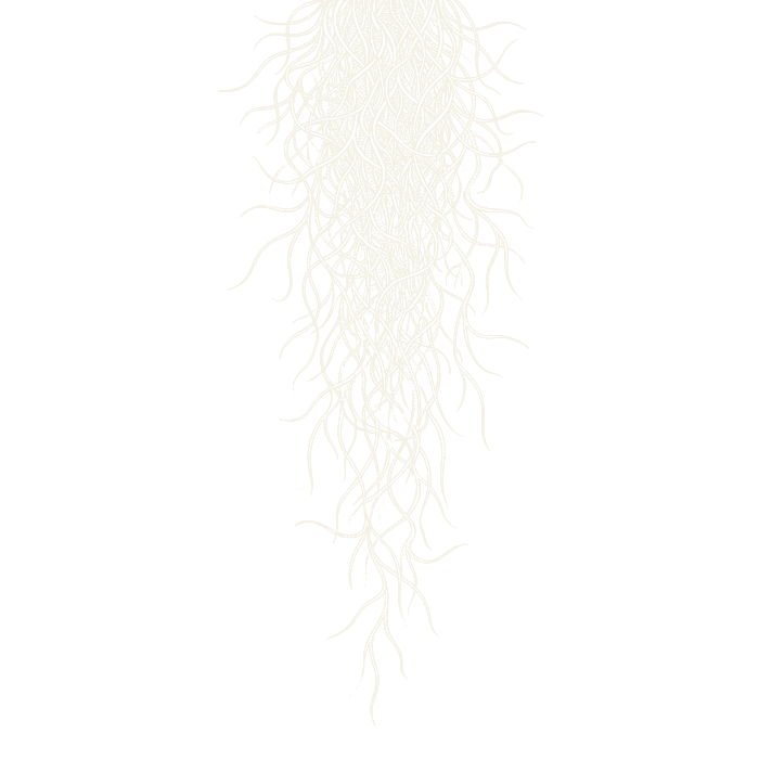 Engraving of a strand of Spanish moss