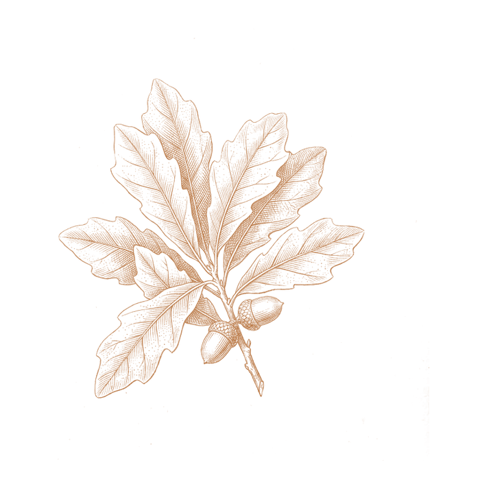Engraving of a live oak leaf cluster with acorns