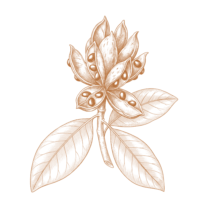 Engraving of a magnolia seed pod